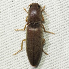 Conoderus parallelus