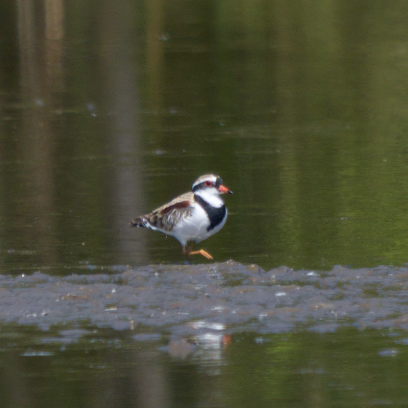 Black-fronted Dotterel illustration