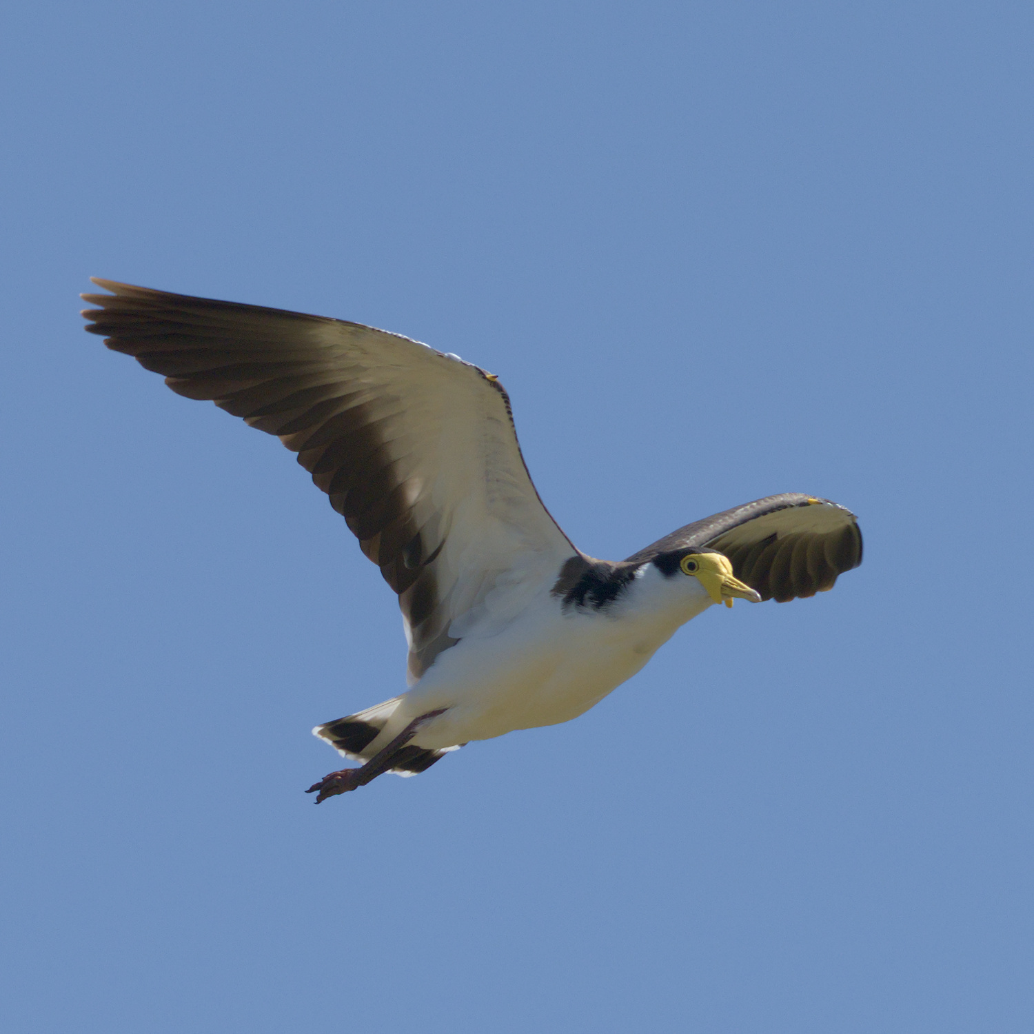 Masked Lapwing