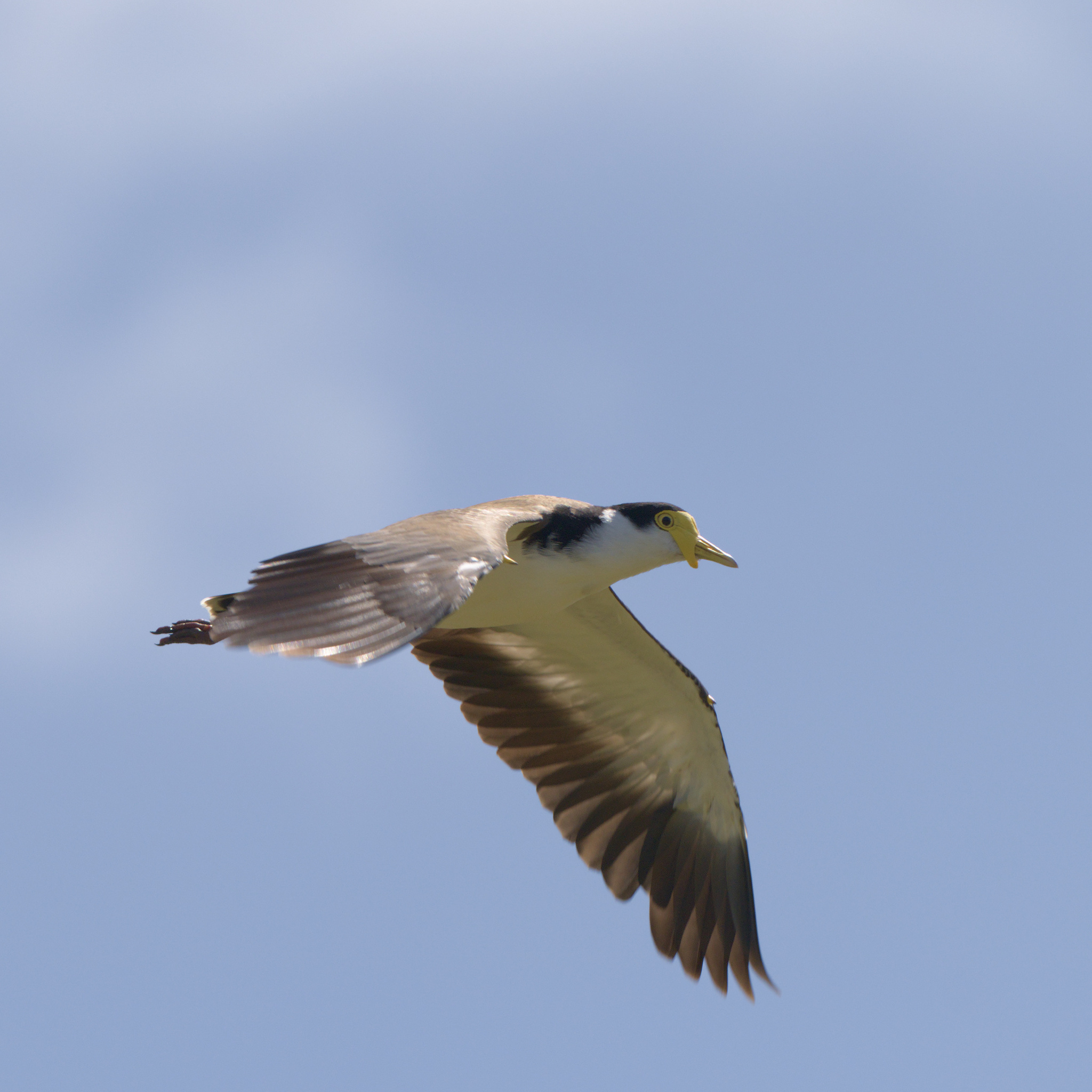 Masked Lapwing
