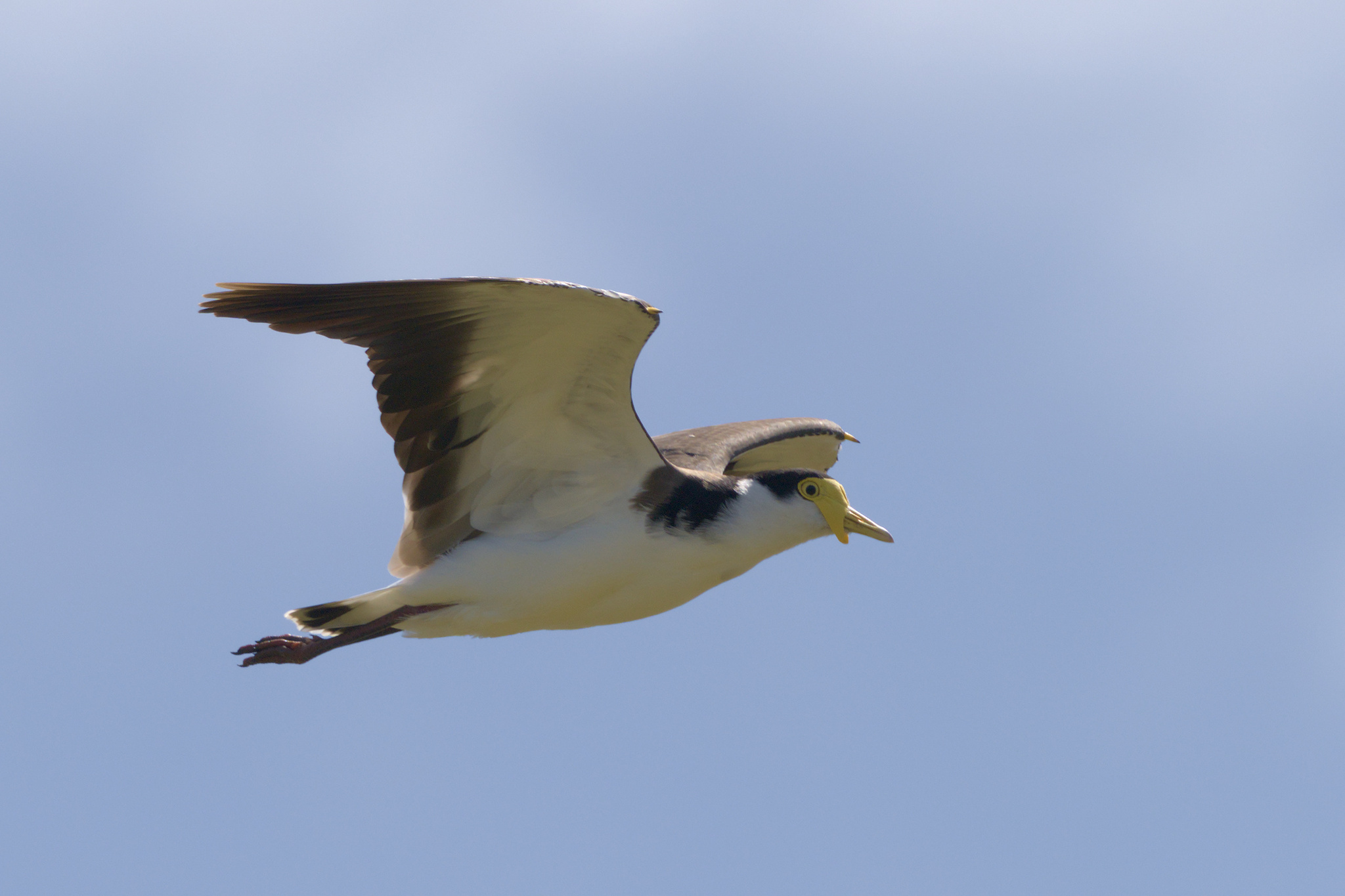 Masked Lapwing