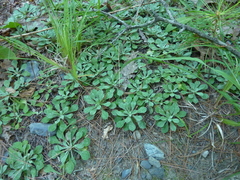 Antennaria dioica