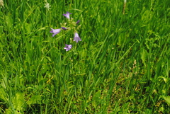 Campanula sibirica elatior