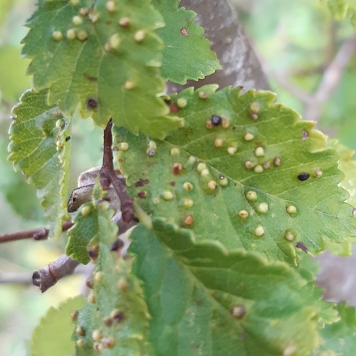 Elm Leaf Gall Mite