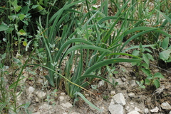 Iris timofejewii
