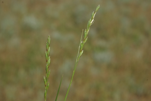 Leymus ramosus
