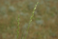 Leymus ramosus