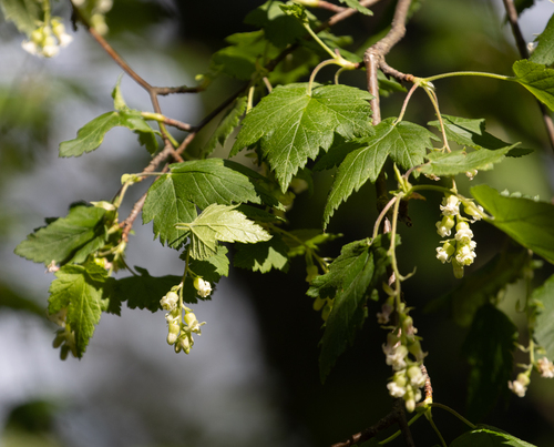 Ribes ciliatum (Ribes ciliatum)
