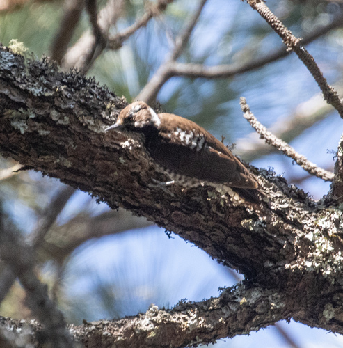 Strickland's Woodpecker (Leuconotopicus stricklandi), photo 2