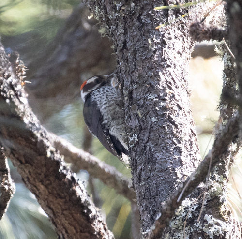 Strickland's Woodpecker (Leuconotopicus stricklandi), photo 1