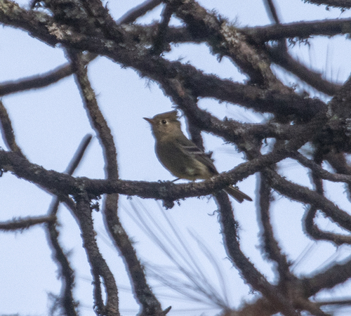 Pine Flycatcher (Empidonax affinis), photo 4