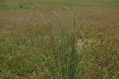 Stipa arabica