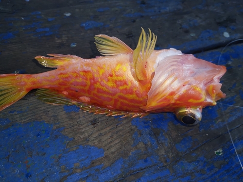 Yellowbarred red rockfish (Sebastiscus albofasciatus) — Sebastidae — 5