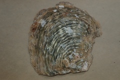 Pinctada mazatlanica