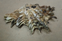 Pinctada mazatlanica