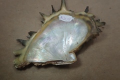 Pinctada mazatlanica