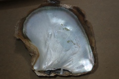 Pinctada mazatlanica