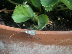 Acanthocephala declivis