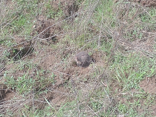 Camas Pocket Gopher