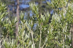 Salix lemmonii