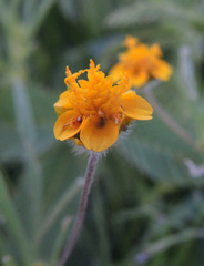 Melampodium linearilobum