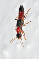 Paederus mexicanus