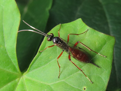 Ischnus inquisitorius