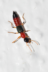 Paederus mexicanus