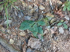 Coleosporium elephantopodis