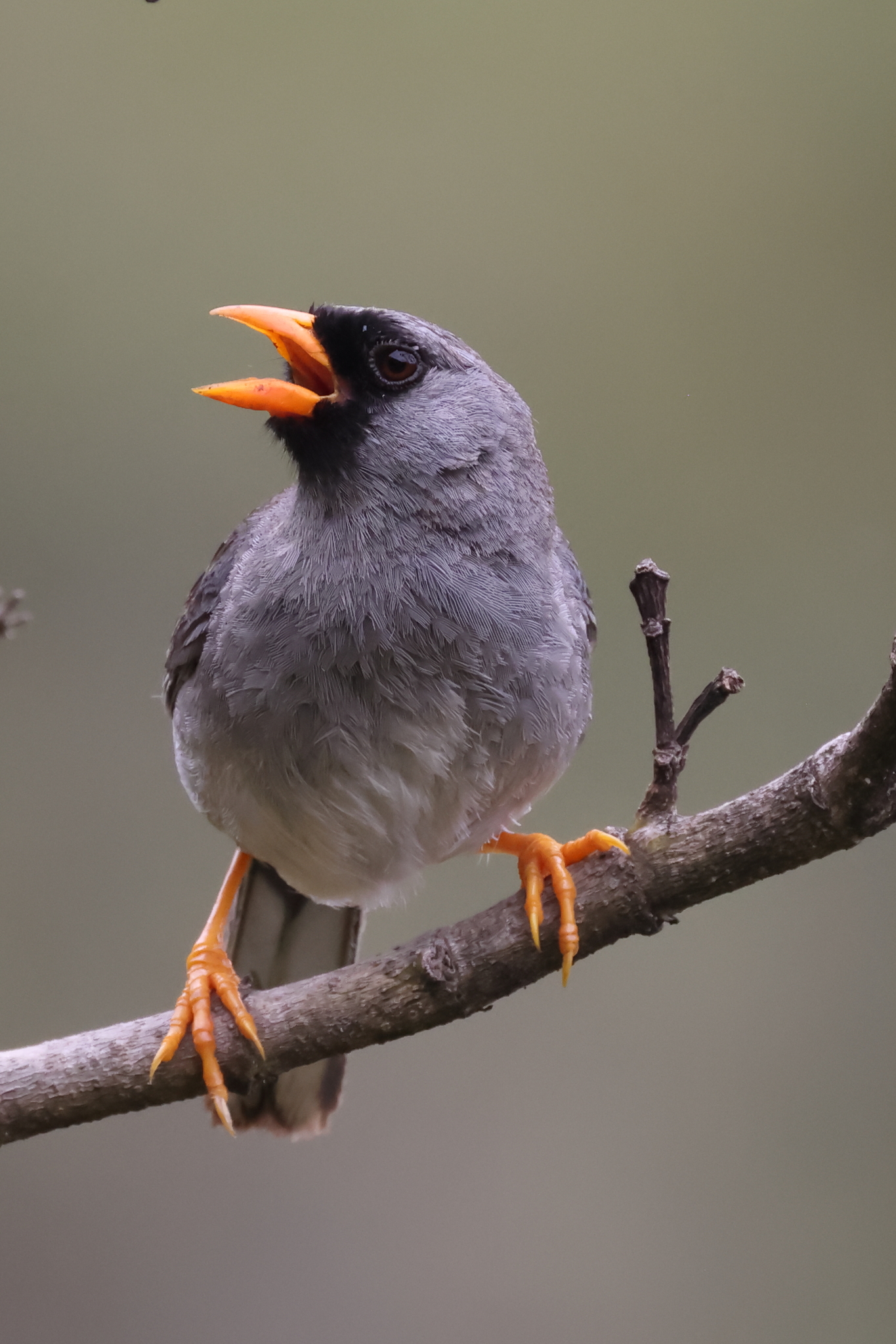 Grey-winged Inca Finch (Incaspiza ortizi), photo 4