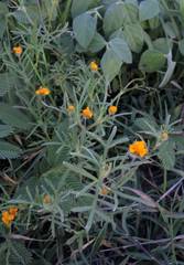 Melampodium linearilobum