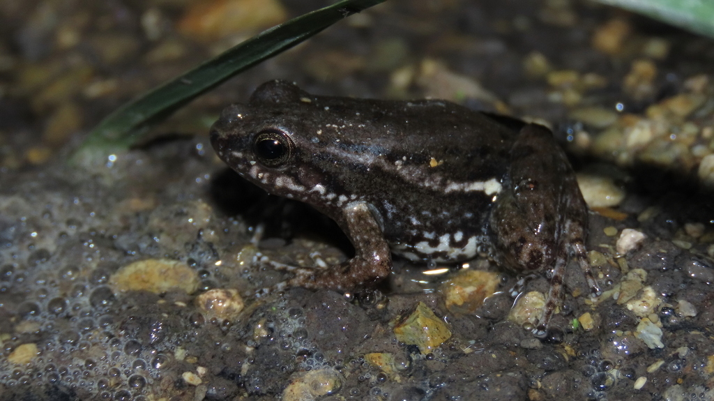 Chachapoyas Rocket Frog