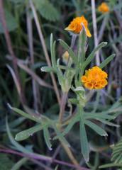 Melampodium linearilobum