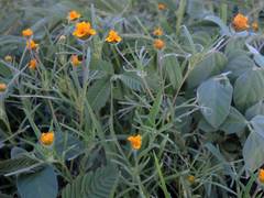 Melampodium linearilobum