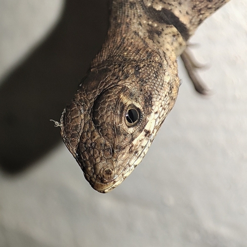 Amazon Lava Lizard