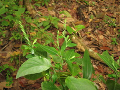 Dicliptera sexangularis