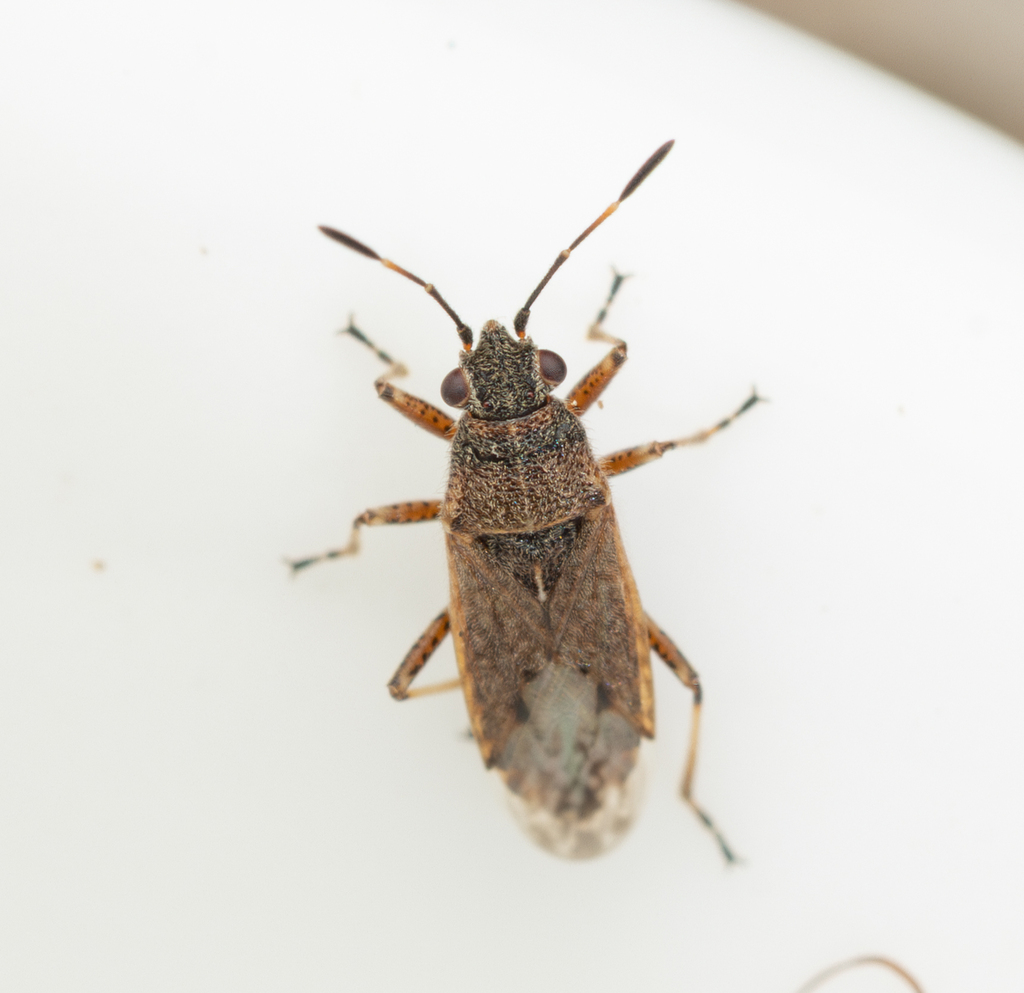 Fabrician Lygaeid Bug