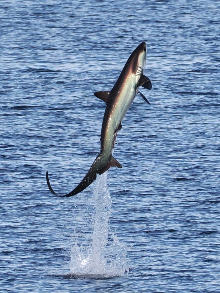 Fox shark