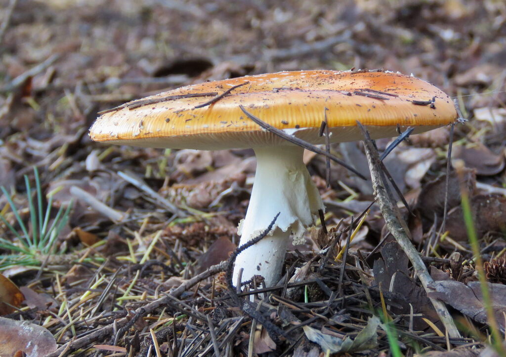 Amanita muscaria · March 2025 · photo: © william-harland (iNaturalist, cc-by-nc)