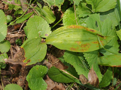 Cypripedium parviflorum