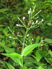 Justicia candelariae