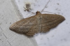 Scopula oppilata