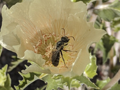 Xeralictus timberlakei