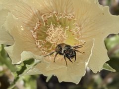 Xeralictus timberlakei