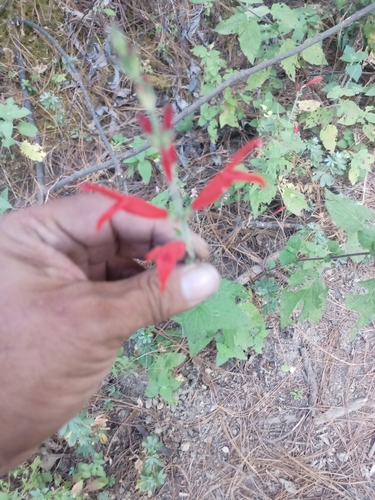 Pineapple sage (Salvia elegans)