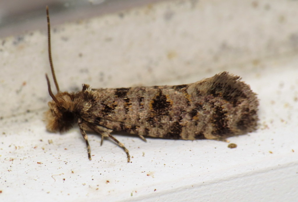 Amydria margoriella
