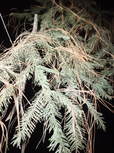 Image of Abies religiosa by (c) Juan Cruzado Cortés, some rights reserved (CC BY)