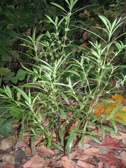 Hygrophila costata