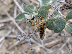 Callinicus pictitarsis