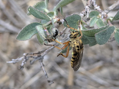 Callinicus pictitarsis